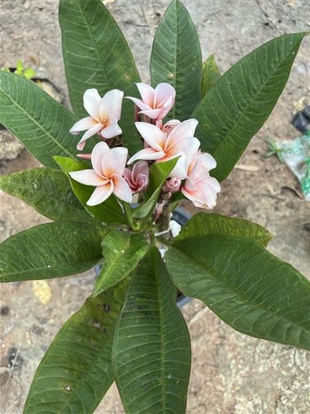  ลีลาวดี สีโอโรส รุ่งศิริโชค Plumeria | Alungkarn - เมืองราชบุรี ราชบุรี