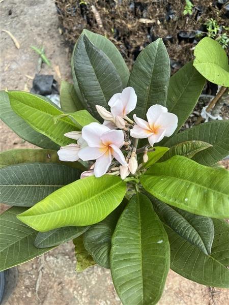 ลีลาวดี อุดมโชค plumeria