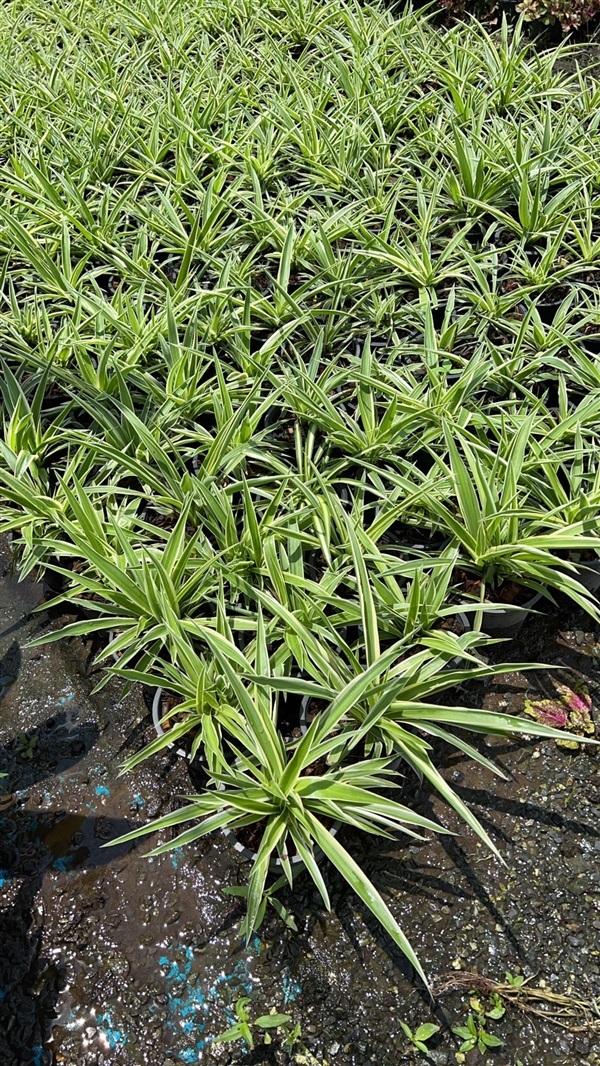 เศรษฐีเรือนนอก Bichetii grass | Alungkarn - เมืองราชบุรี ราชบุรี