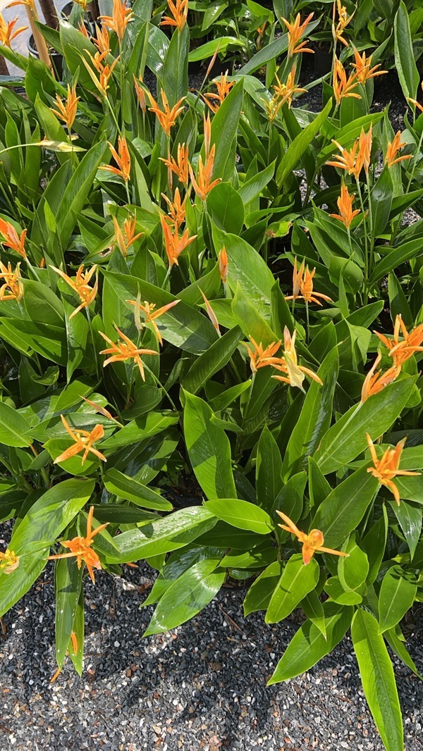 เฮลิโคเนีย ดอกส้ม Heliconia | Alungkarn - เมืองราชบุรี ราชบุรี