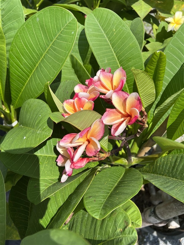 ลีลาวดี ส้มกาฬสินธุ์ plumeria