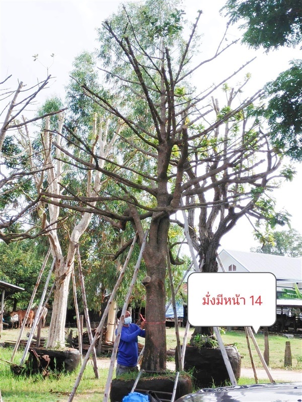 ต้นมั่งมี | สุชัญสินี พันธุ์ไม้ - องครักษ์ นครนายก