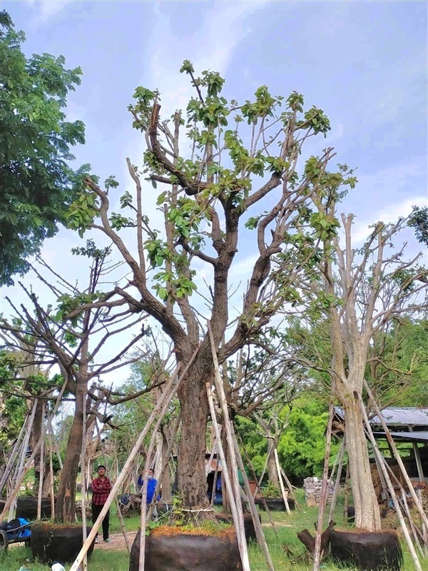 ต้นพยอม