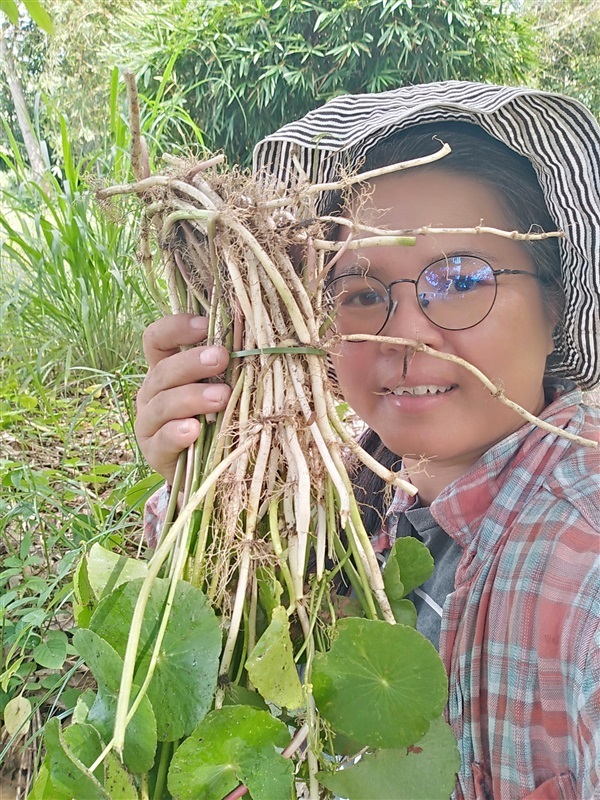 แว่นแก้ว พันธุ์แว่นแก้ว | เมล็ดพันธุ์ดี เกษตรวิถีไทย - เมืองระยอง ระยอง