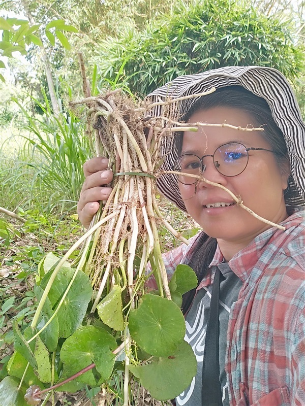 แว่นแก้ว พันธุ์แว่นแก้ว | เมล็ดพันธุ์ดี เกษตรวิถีไทย - เมืองระยอง ระยอง