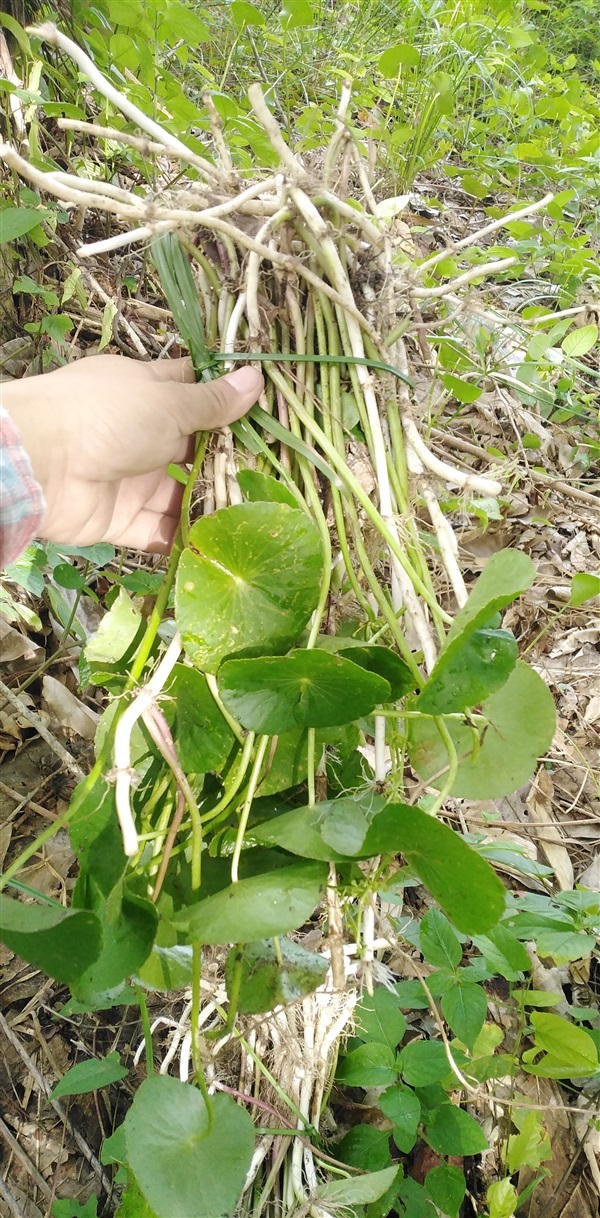 แว่นแก้ว พันธุ์แว่นแก้ว | เมล็ดพันธุ์ดี เกษตรวิถีไทย - เมืองระยอง ระยอง