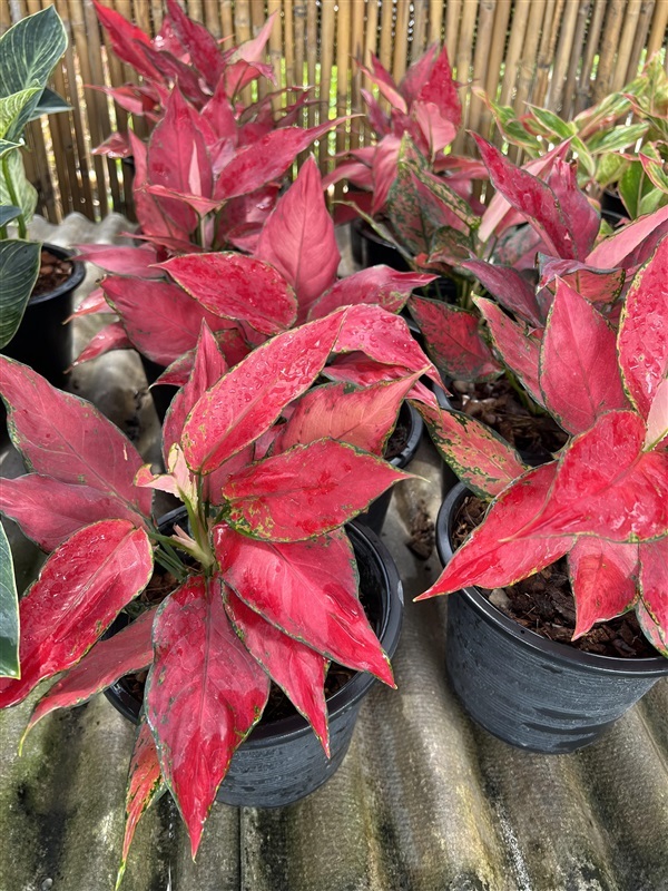 อโกลนีมา ดุจอัญมณี Aglaonema Super Red | Alungkarn - เมืองราชบุรี ราชบุรี