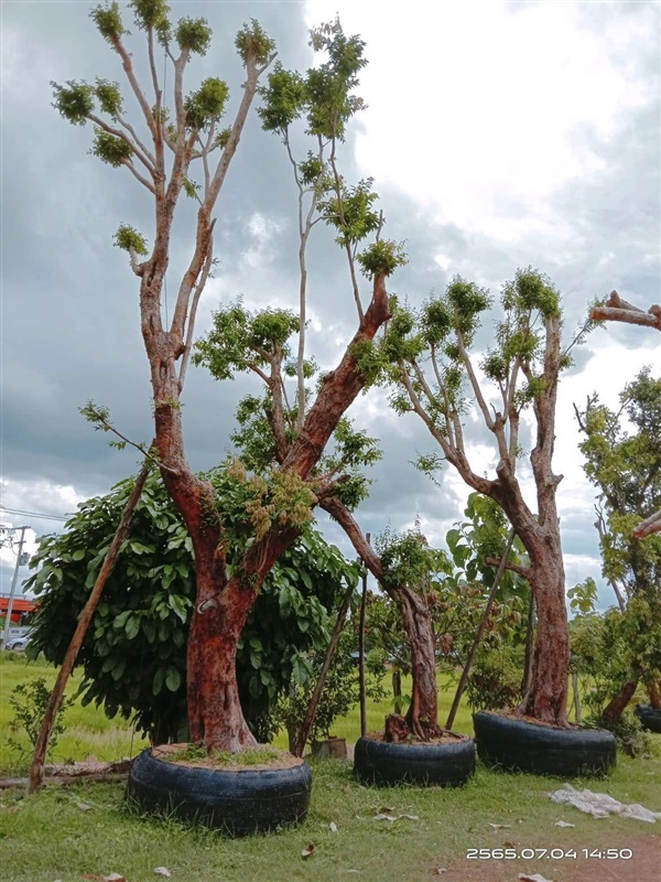 เสม็ดแดง | Trees-Royce Garden - องครักษ์ นครนายก