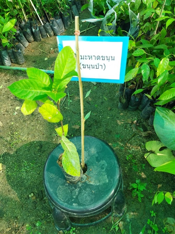 ขนุนป่า หาดหนุน ไม้ป่าผลทานได้ ไม้หายาก  | เจซีฟาร์ม - เวียงชัย เชียงราย