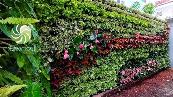 สวนแนวตั้ง | สวนแนวต้้ง iGreenwall - ทุ่งครุ กรุงเทพมหานคร