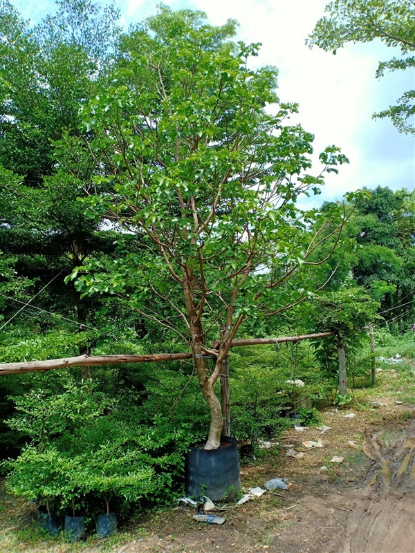 ต้นกระท้อน | ร้านขายต้นไม้ดงบังปราจีนราคาถูก - เมืองปราจีนบุรี ปราจีนบุรี