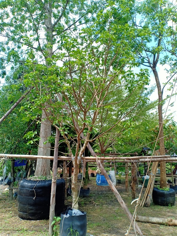 ต้นกระท้อน | ร้านขายต้นไม้ดงบังปราจีนราคาถูก - เมืองปราจีนบุรี ปราจีนบุรี