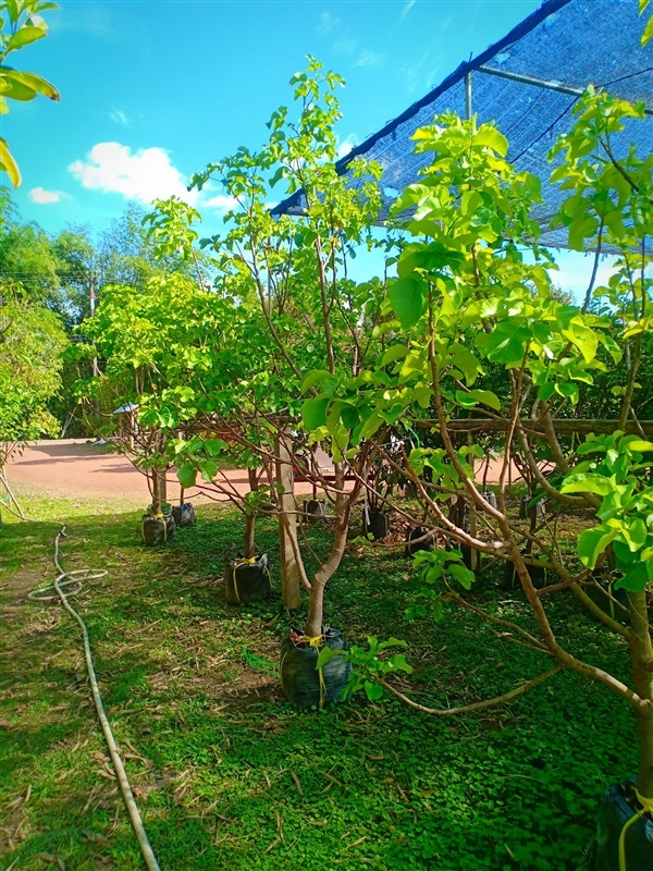 ต้นกระท้อน | ร้านขายต้นไม้ดงบังปราจีนราคาถูก - เมืองปราจีนบุรี ปราจีนบุรี