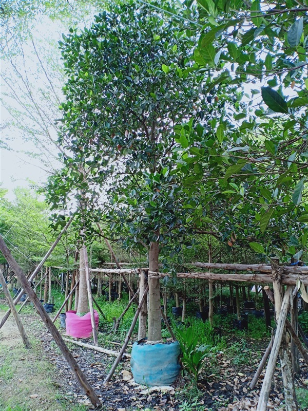ต้นขนุน | ร้านขายต้นไม้ดงบังปราจีนราคาถูก - เมืองปราจีนบุรี ปราจีนบุรี