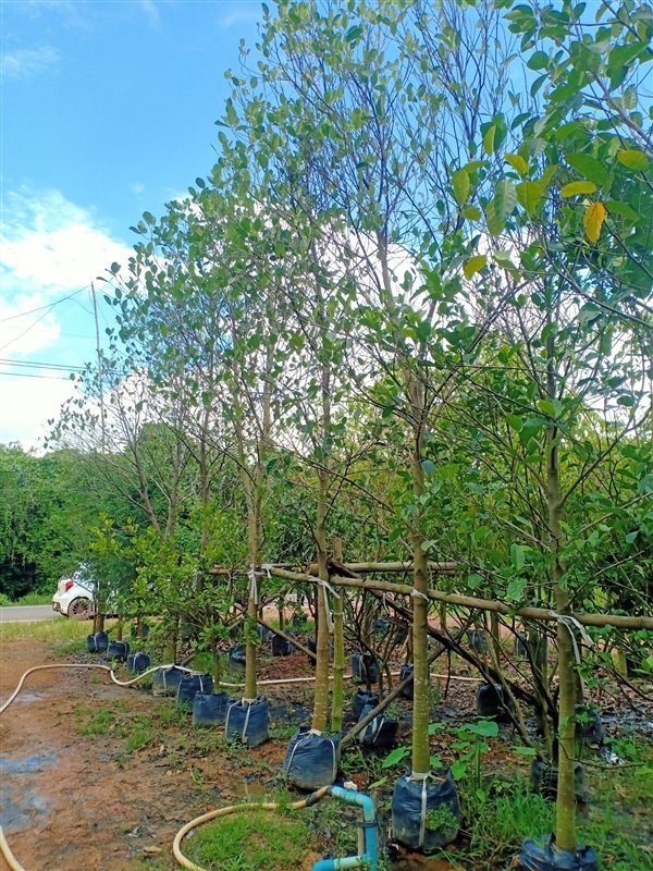 ต้นขนุน | ร้านขายต้นไม้ดงบังปราจีนราคาถูก - เมืองปราจีนบุรี ปราจีนบุรี