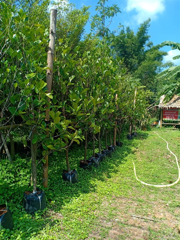 ต้นขนุน | ร้านขายต้นไม้ดงบังปราจีนราคาถูก - เมืองปราจีนบุรี ปราจีนบุรี