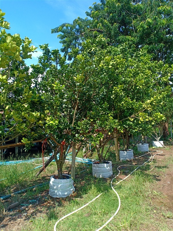ต้นส้มโอ | ร้านขายต้นไม้ดงบังปราจีนราคาถูก - เมืองปราจีนบุรี ปราจีนบุรี