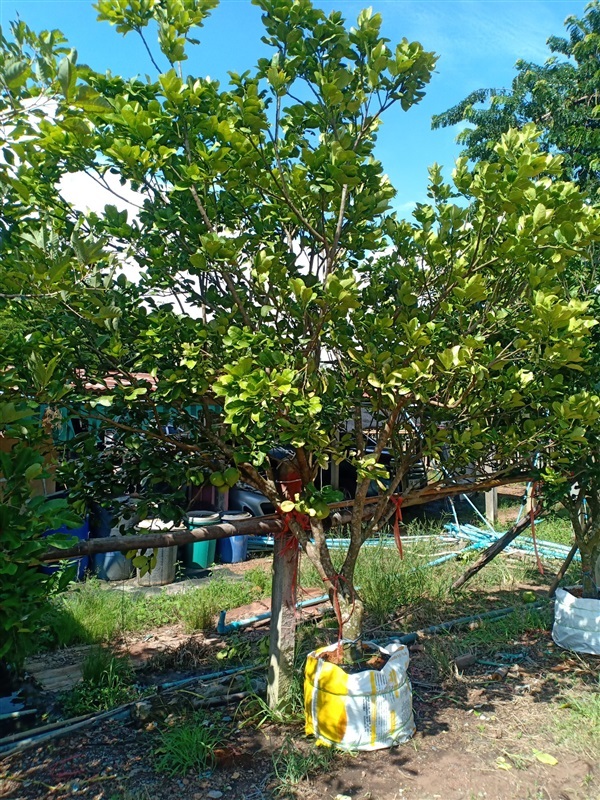 ต้นส้มโอ | ร้านขายต้นไม้ดงบังปราจีนราคาถูก - เมืองปราจีนบุรี ปราจีนบุรี