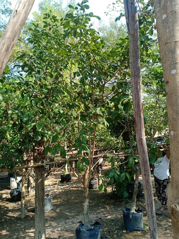 ต้นเงาะ | ร้านขายต้นไม้ดงบังปราจีนราคาถูก - เมืองปราจีนบุรี ปราจีนบุรี