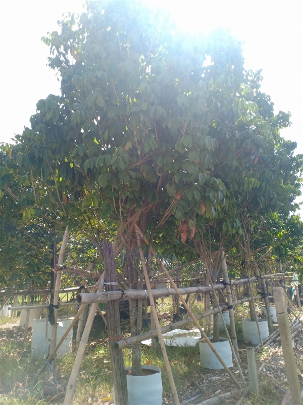 ต้นลองกอง | ร้านขายต้นไม้ดงบังปราจีนราคาถูก - เมืองปราจีนบุรี ปราจีนบุรี