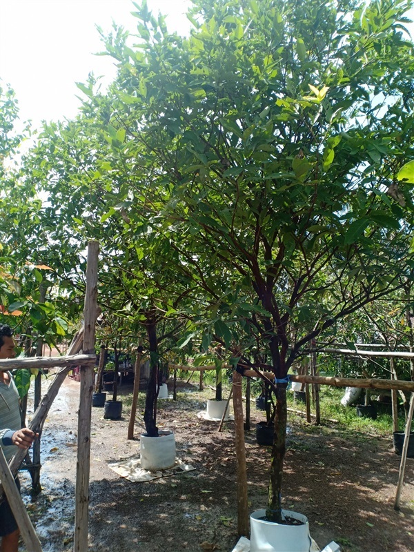 ต้นชมพู่ทับทิมจันทร์ | ร้านขายต้นไม้ดงบังปราจีนราคาถูก - เมืองปราจีนบุรี ปราจีนบุรี
