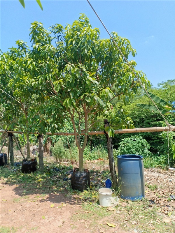 ต้นมะม่วง | ร้านขายต้นไม้ดงบังปราจีนราคาถูก - เมืองปราจีนบุรี ปราจีนบุรี