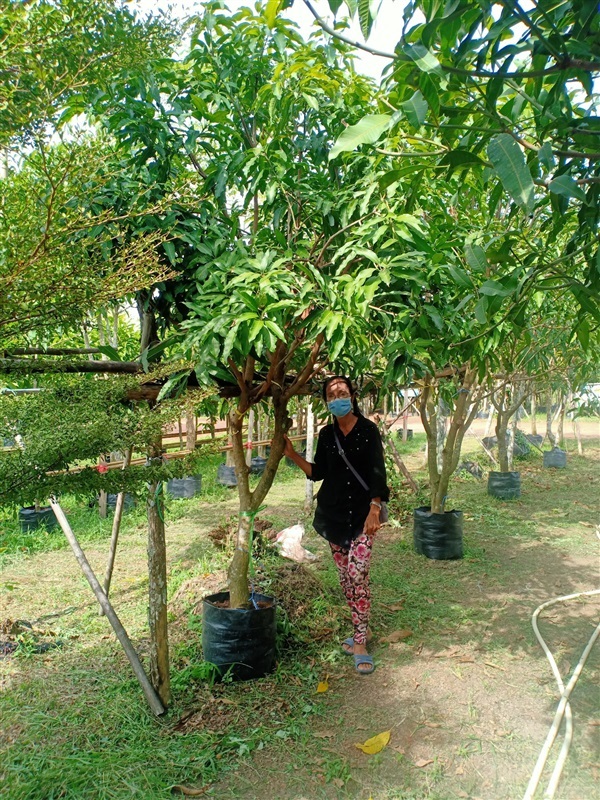 ต้นมะม่วง | ร้านขายต้นไม้ดงบังปราจีนราคาถูก - เมืองปราจีนบุรี ปราจีนบุรี