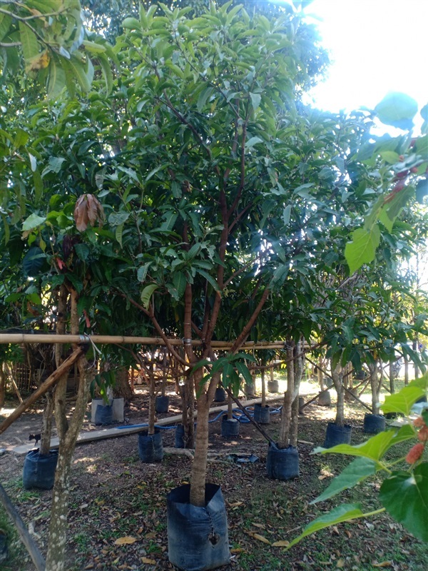 ต้นมะม่วง | ร้านขายต้นไม้ดงบังปราจีนราคาถูก - เมืองปราจีนบุรี ปราจีนบุรี