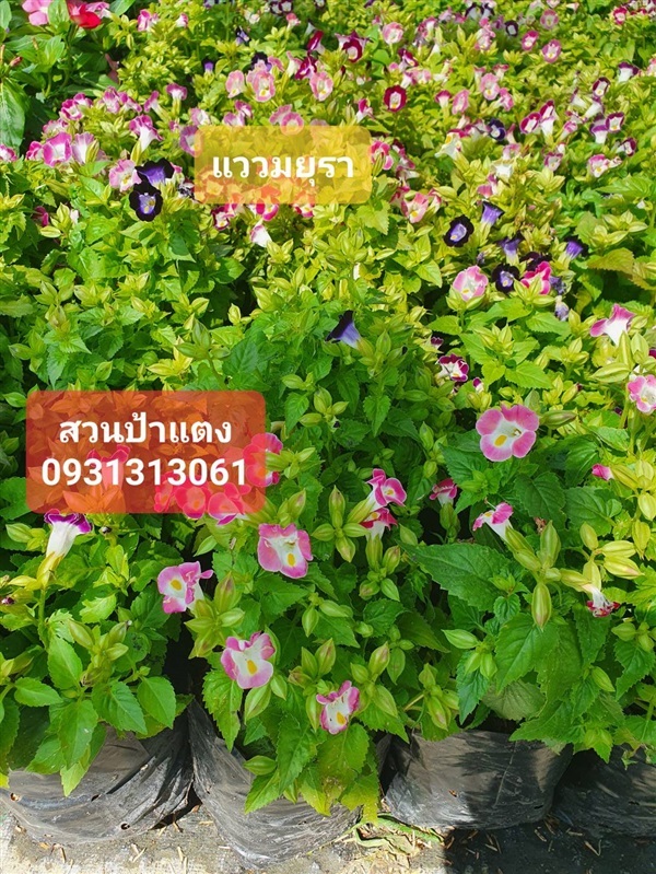  ต้นแววมยุรา สวนป้าแตง | สวนป้าแตง คลอง 15 -  นครนายก