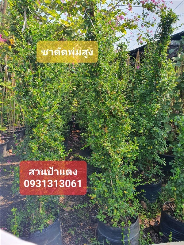 ไทรชมพู่ สวนป้าแตงคลอง 15 | สวนป้าแตง คลอง 15 -  นครนายก