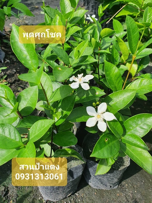 ต้นพุดศุภโชค สวนป้าแตง | สวนป้าแตง คลอง 15 -  นครนายก