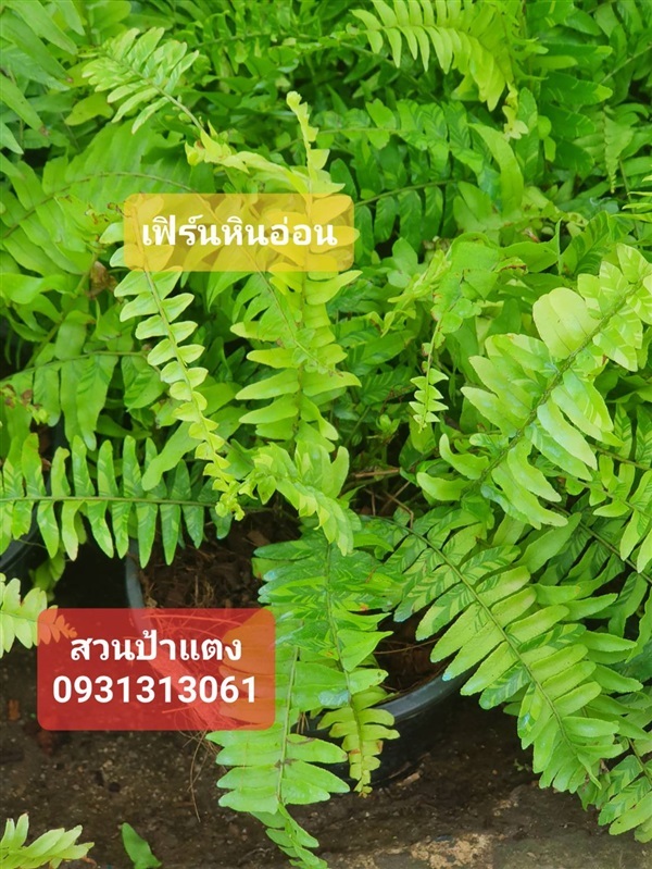 เฟิร์นหินอ่อน สวนป้าแตงคลอง 15 | สวนป้าแตง คลอง 15 -  นครนายก