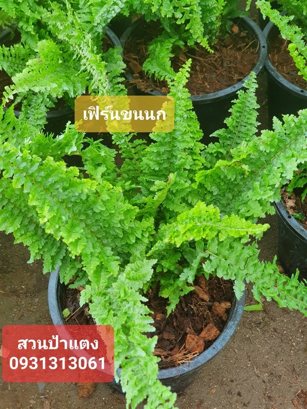 เฟิร์นขนนก สวนป้าแตงคลอง 15 | สวนป้าแตง คลอง 15 -  นครนายก