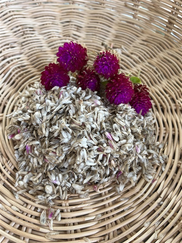 เมล็ดบานไม่รู้โรย Globe amaranth seed 200 เมล็ด | Alungkarn - เมืองราชบุรี ราชบุรี