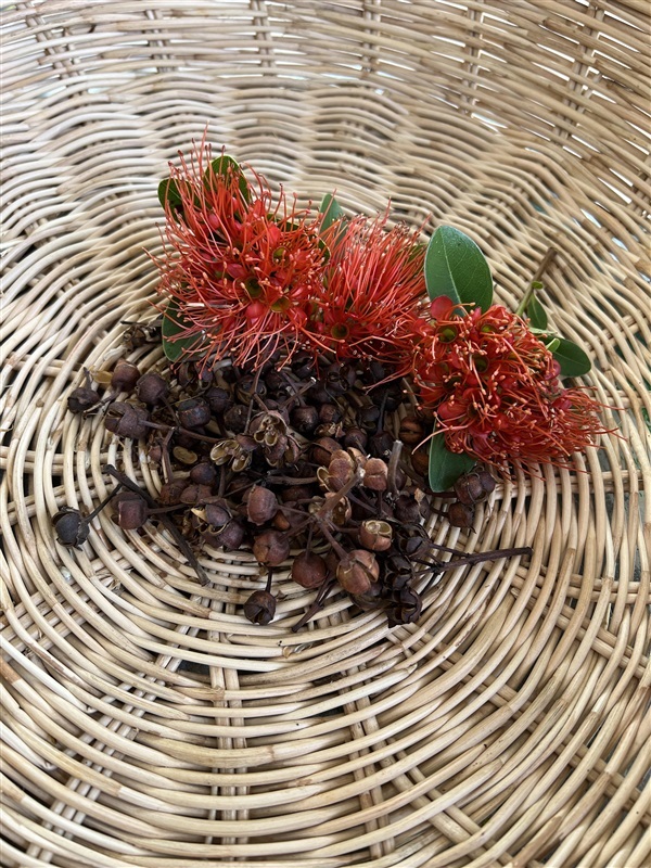 เมล็ด ต้นรักแรกพบ 20 เมล็ด Red golden penda | Alungkarn - เมืองราชบุรี ราชบุรี