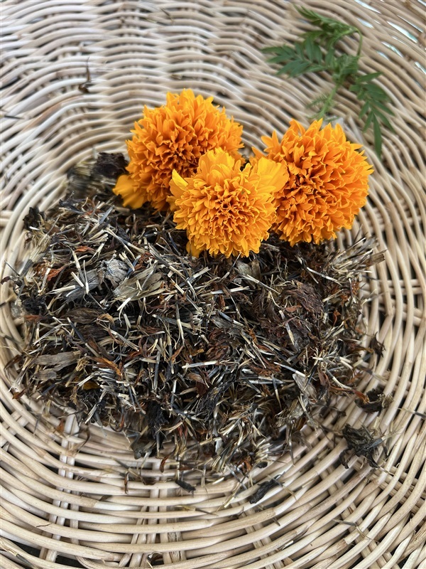 เมล็ด ดาวเรือง สีส้ม Marigold seed 50 เมล็ด | Alungkarn - เมืองราชบุรี ราชบุรี