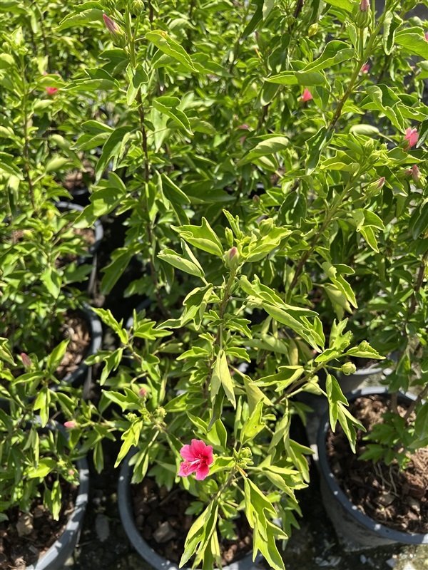 ชบาจิ๋ว ชบาลิลลี่ hibiscus hybrid กระถาง 11 นิ้ว | Alungkarn - เมืองราชบุรี ราชบุรี