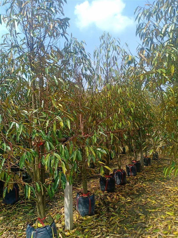 ต้นทุเรียน | ร้านขายต้นไม้ดงบังปราจีนราคาถูก - เมืองปราจีนบุรี ปราจีนบุรี