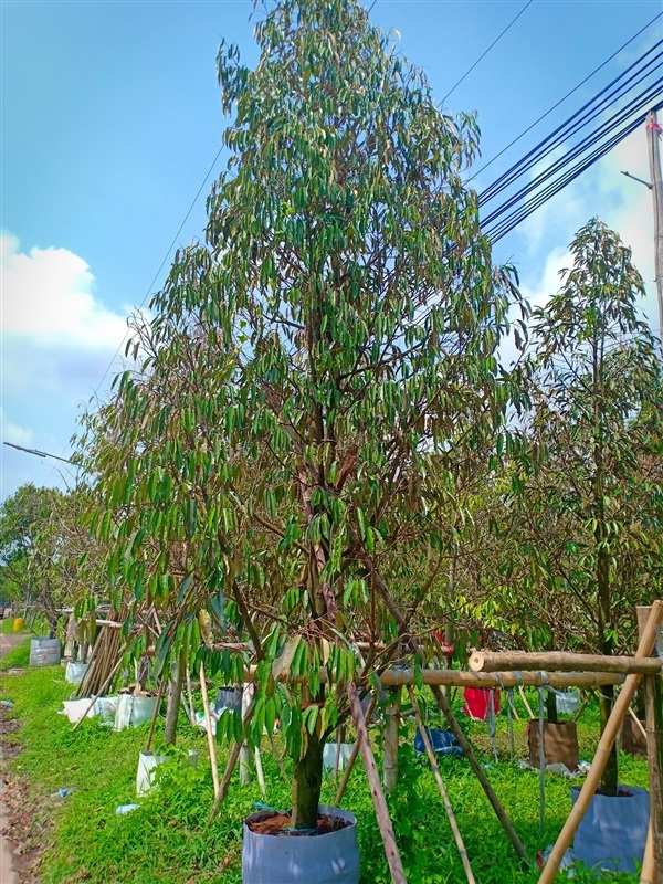 ต้นทุเรียน | ร้านขายต้นไม้ดงบังปราจีนราคาถูก - เมืองปราจีนบุรี ปราจีนบุรี