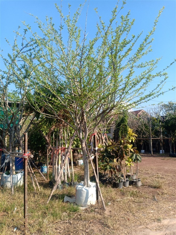ต้นน้ำเต้า | ร้านขายต้นไม้ดงบังปราจีนราคาถูก - เมืองปราจีนบุรี ปราจีนบุรี