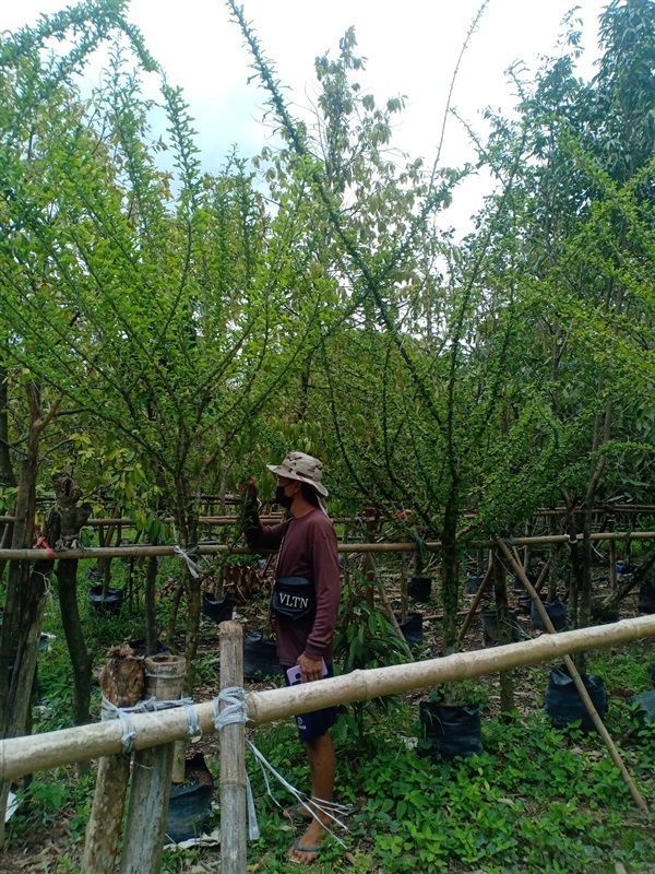 ต้นตีนเป็ดฝรั่ง | ร้านขายต้นไม้ดงบังปราจีนราคาถูก - เมืองปราจีนบุรี ปราจีนบุรี