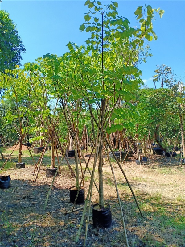 ต้นชงโคเปอร์เซีย | ร้านขายต้นไม้ดงบังปราจีนราคาถูก - เมืองปราจีนบุรี ปราจีนบุรี