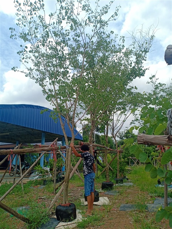 ต้นชงโคฮอลแลนด์ | ร้านขายต้นไม้ดงบังปราจีนราคาถูก - เมืองปราจีนบุรี ปราจีนบุรี