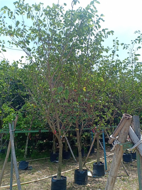 ต้นชงโคฮอลแลนด์ | ร้านขายต้นไม้ดงบังปราจีนราคาถูก - เมืองปราจีนบุรี ปราจีนบุรี