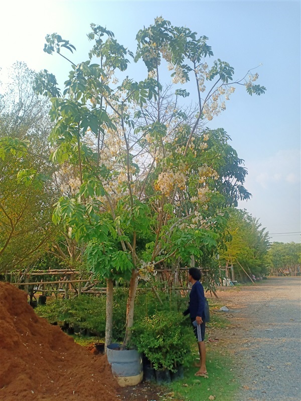 ต้นคูนขาว | ร้านขายต้นไม้ดงบังปราจีนราคาถูก - เมืองปราจีนบุรี ปราจีนบุรี