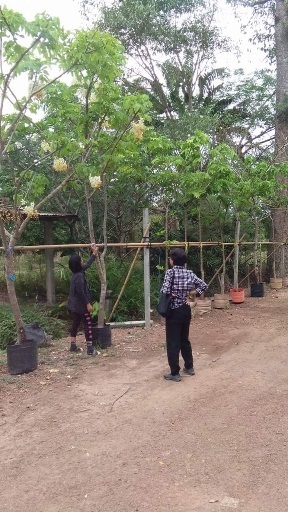 ต้นคูนดอกขาว | ร้านขายต้นไม้ดงบังปราจีนราคาถูก - เมืองปราจีนบุรี ปราจีนบุรี