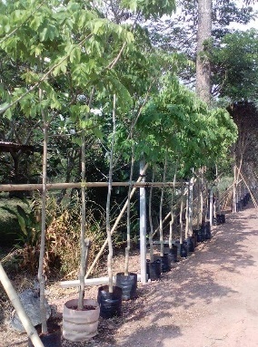 ต้นคูนดอกขาว | ร้านขายต้นไม้ดงบังปราจีนราคาถูก - เมืองปราจีนบุรี ปราจีนบุรี