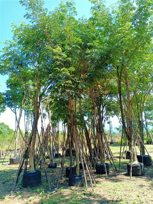 ต้นจามจุรี | ร้านขายต้นไม้ดงบังปราจีนราคาถูก - เมืองปราจีนบุรี ปราจีนบุรี