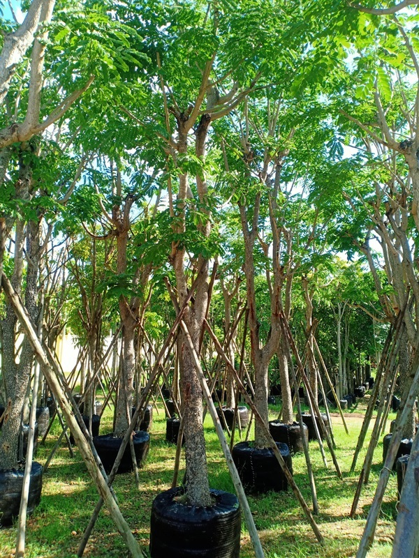ต้นจามจุรี | ร้านขายต้นไม้ดงบังปราจีนราคาถูก - เมืองปราจีนบุรี ปราจีนบุรี