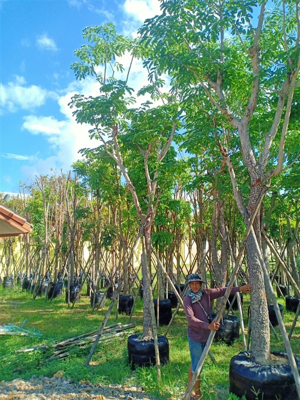 ต้นจามจุรี | ร้านขายต้นไม้ดงบังปราจีนราคาถูก - เมืองปราจีนบุรี ปราจีนบุรี